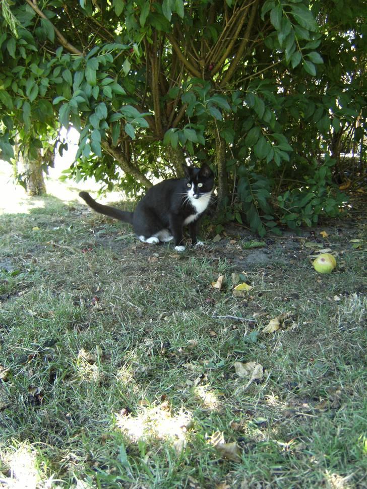 Blanding af racer Mitte billede 13