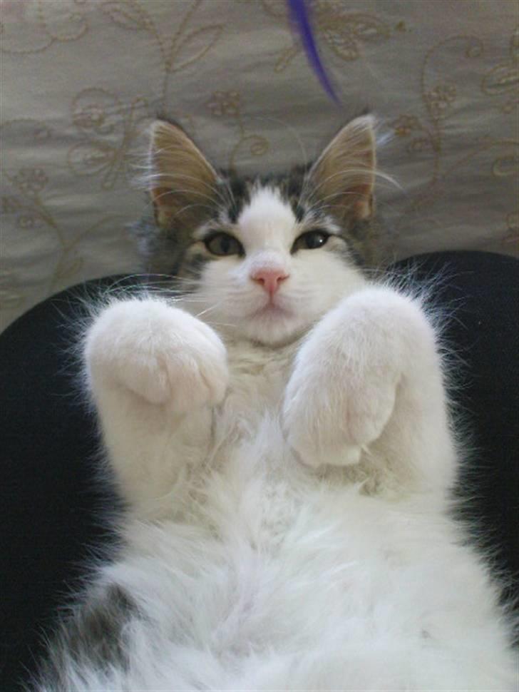 Blanding af racer Simba - Væk siden 25/5-10 - Lille og sød! billede 1