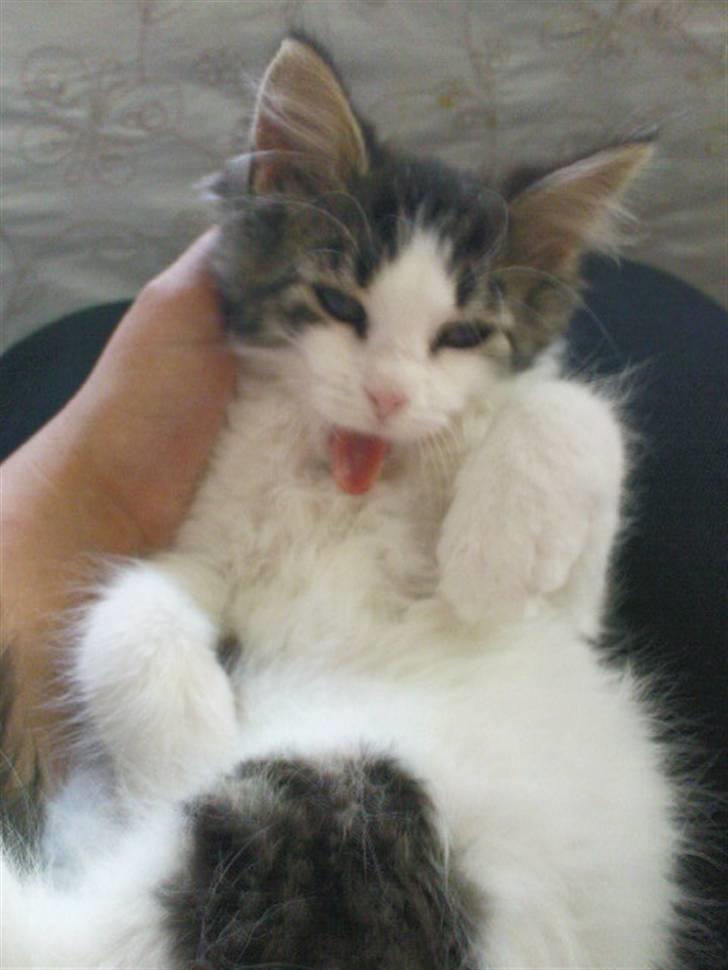 Blanding af racer Simba - Væk siden 25/5-10 - Gaab jeg er træt! billede 2