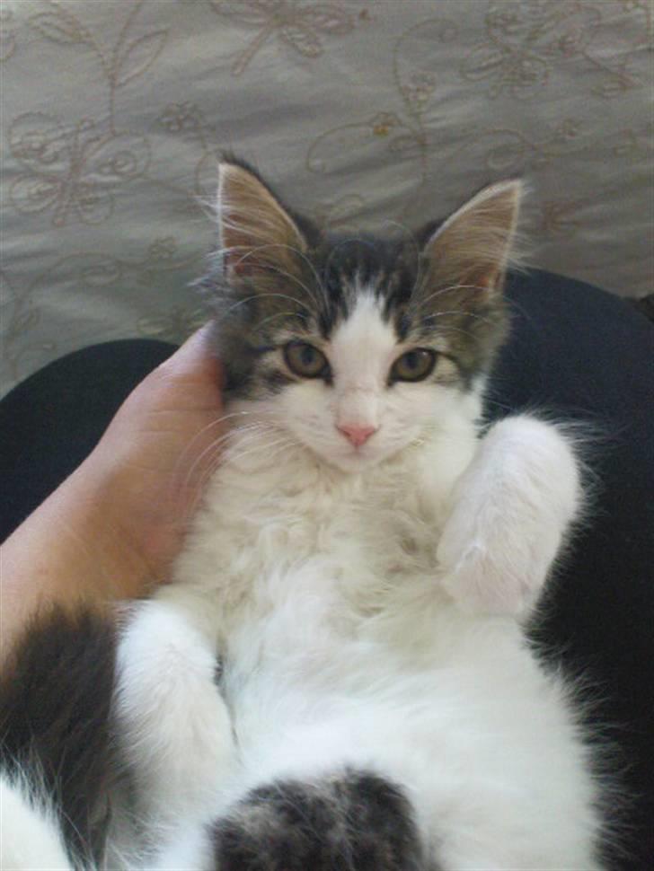 Blanding af racer Simba - Væk siden 25/5-10 - Er jeg ikke bare kær? billede 3