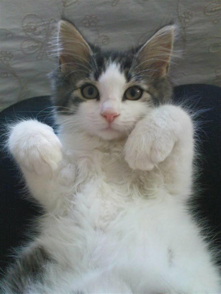 Blanding af racer Simba - Væk siden 25/5-10 - Hov hvad har du der? billede 4