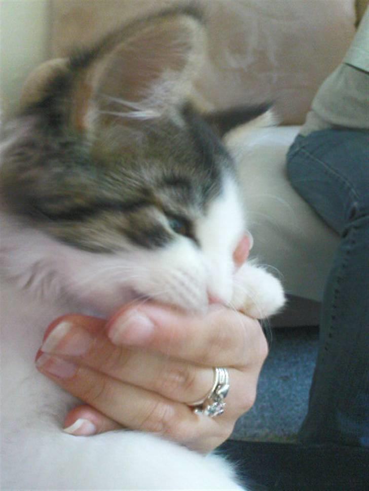 Blanding af racer Simba - Væk siden 25/5-10 - Mmm finger - de skal bare spises! billede 5