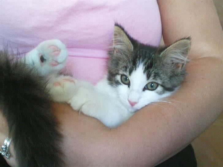 Blanding af racer Simba - Væk siden 25/5-10 - Ahh her ligger man da godt billede 6