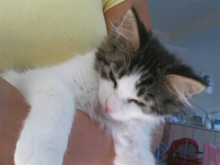 Blanding af racer Simba - Væk siden 25/5-10 - Godnat - ligger lige så godt her på armen.. billede 7