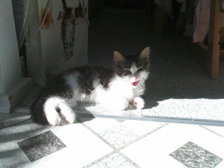 Blanding af racer Simba - Væk siden 25/5-10 - Nyder lige solen! billede 8