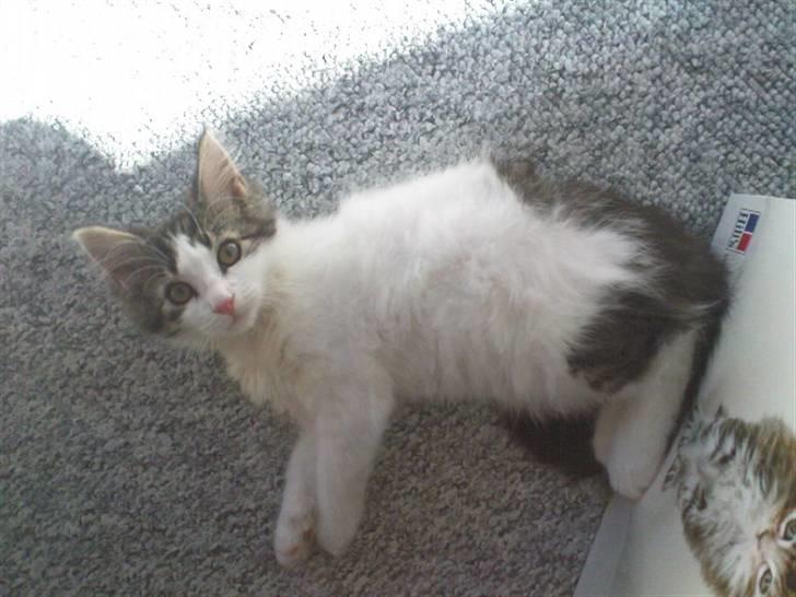 Blanding af racer Simba - Væk siden 25/5-10 - Mig legesyg? Aldrig! billede 9