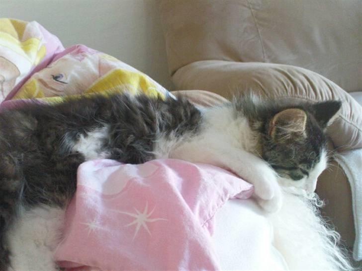 Blanding af racer Simba - Væk siden 25/5-10 - Pyha man bliver træt af at lege - mon jeg snart falder ned.. billede 10