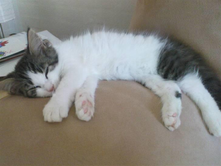 Blanding af racer Simba - Væk siden 25/5-10 - Ahh armlænet er godt! billede 11