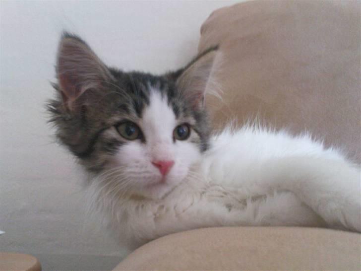 Blanding af racer Simba - Væk siden 25/5-10 - Hva må jeg nu ikke sove mere, eller hvad? billede 12