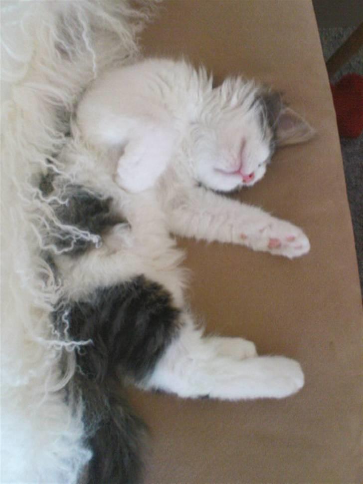 Blanding af racer Simba - Væk siden 25/5-10 - Sikke en dejlig pude! billede 13