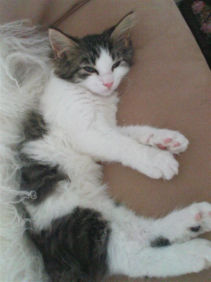 Blanding af racer Simba - Væk siden 25/5-10 - Her putter jeg da meget godt! billede 14