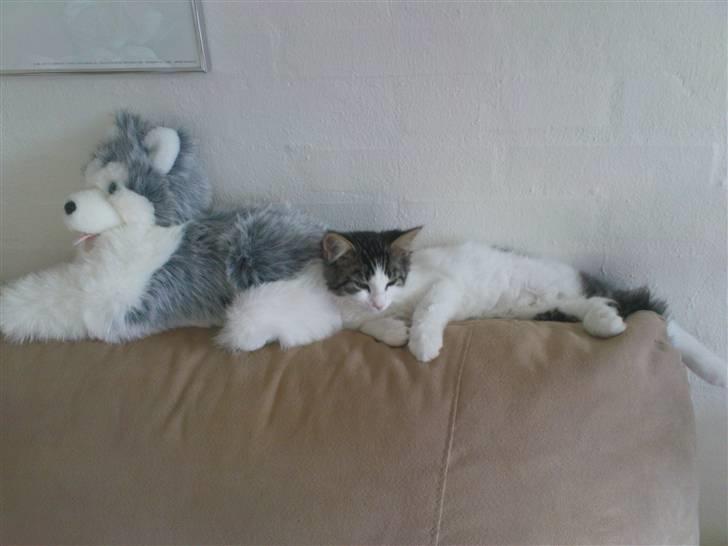 Blanding af racer Simba - Væk siden 25/5-10 - Hunden har taget min plads! billede 17