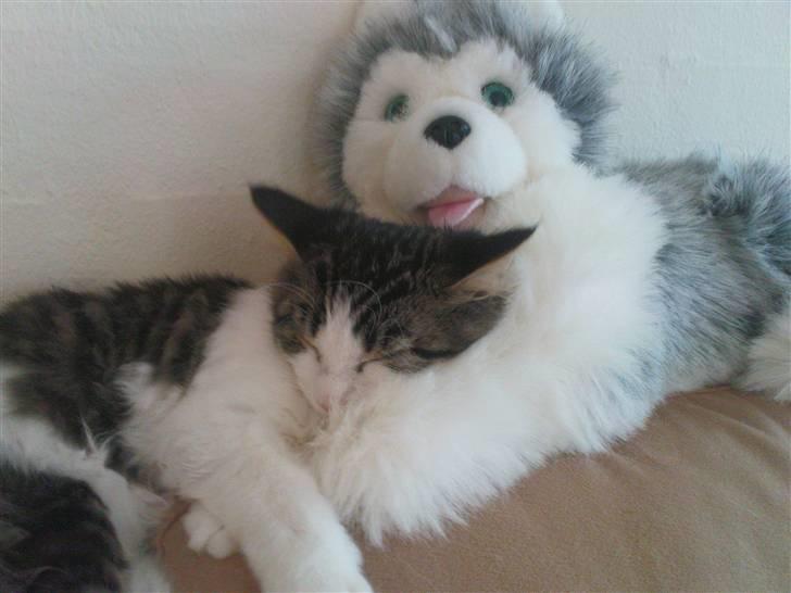 Blanding af racer Simba - Væk siden 25/5-10 - Nå så kan vi da bare putte sammen! billede 18