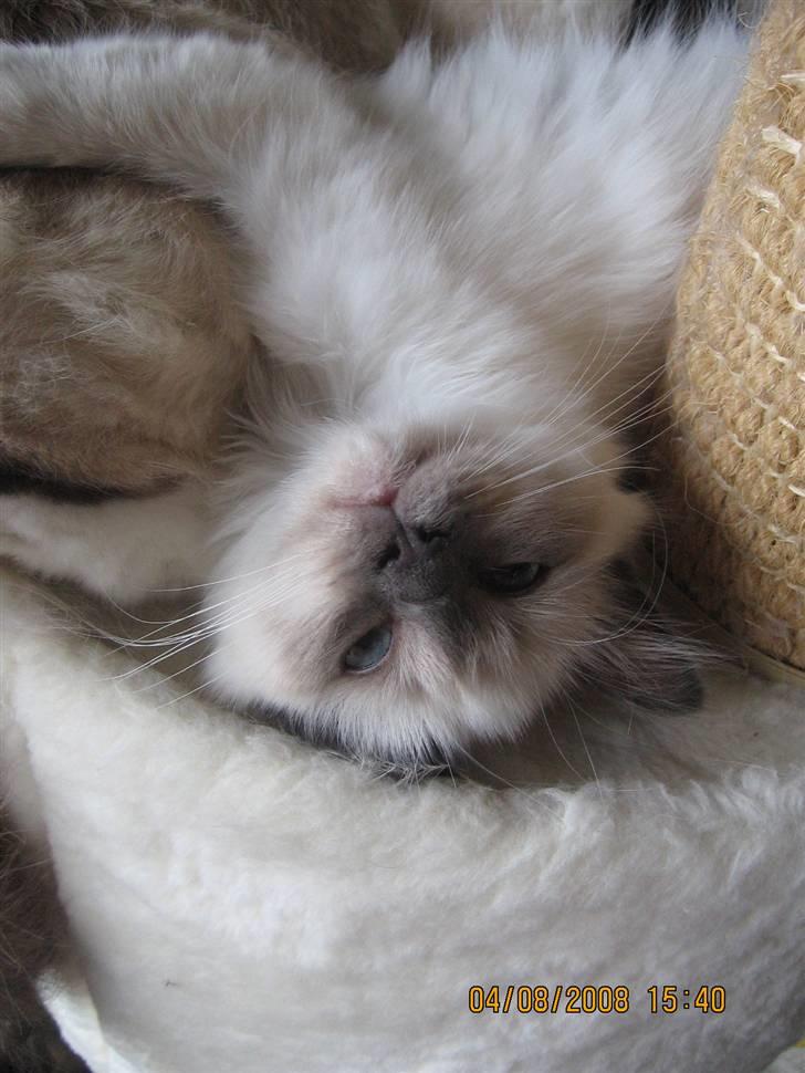 Hellig Birma GiaGuyon's Divine Emotion billede 1