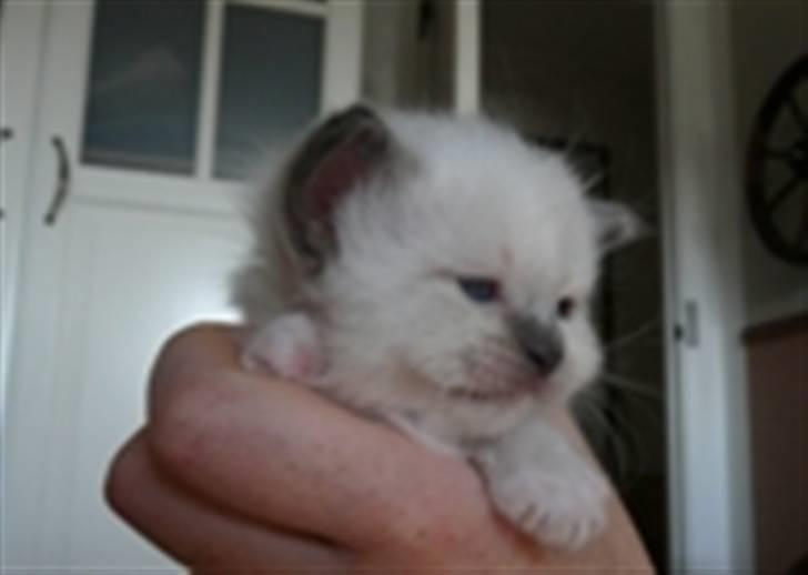 Hellig Birma GiaGuyon's Divine Emotion billede 2