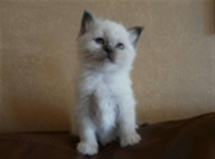 Hellig Birma GiaGuyon's Divine Emotion billede 3