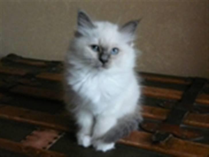 Hellig Birma GiaGuyon's Divine Emotion billede 4