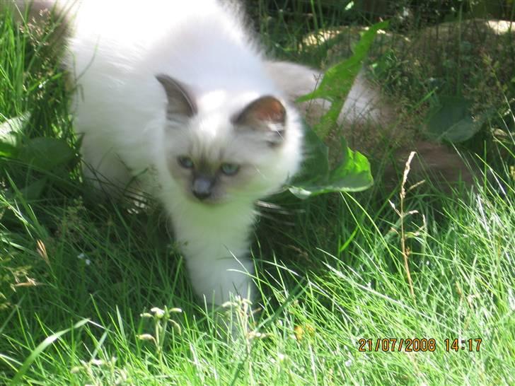 Hellig Birma GiaGuyon's Divine Emotion billede 5