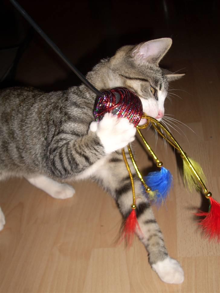 Huskat Pelle  - 13*NU HAR JEG DIG Foto-Migg billede 13