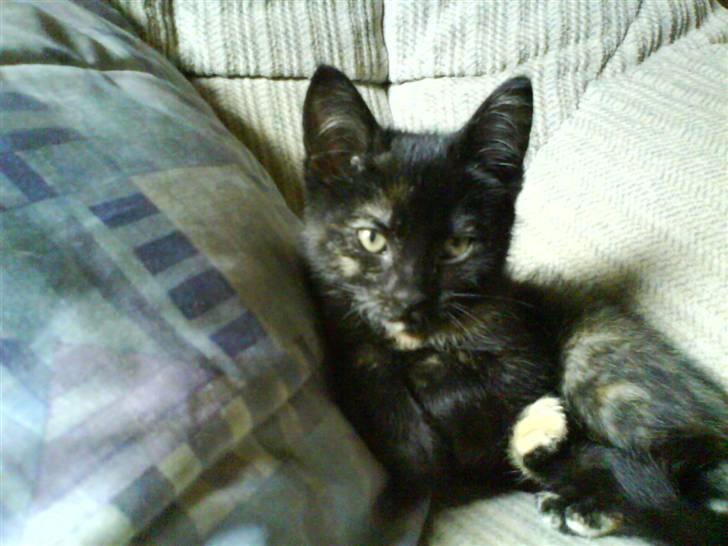 Huskat Semmi "Savnet<3" billede 1