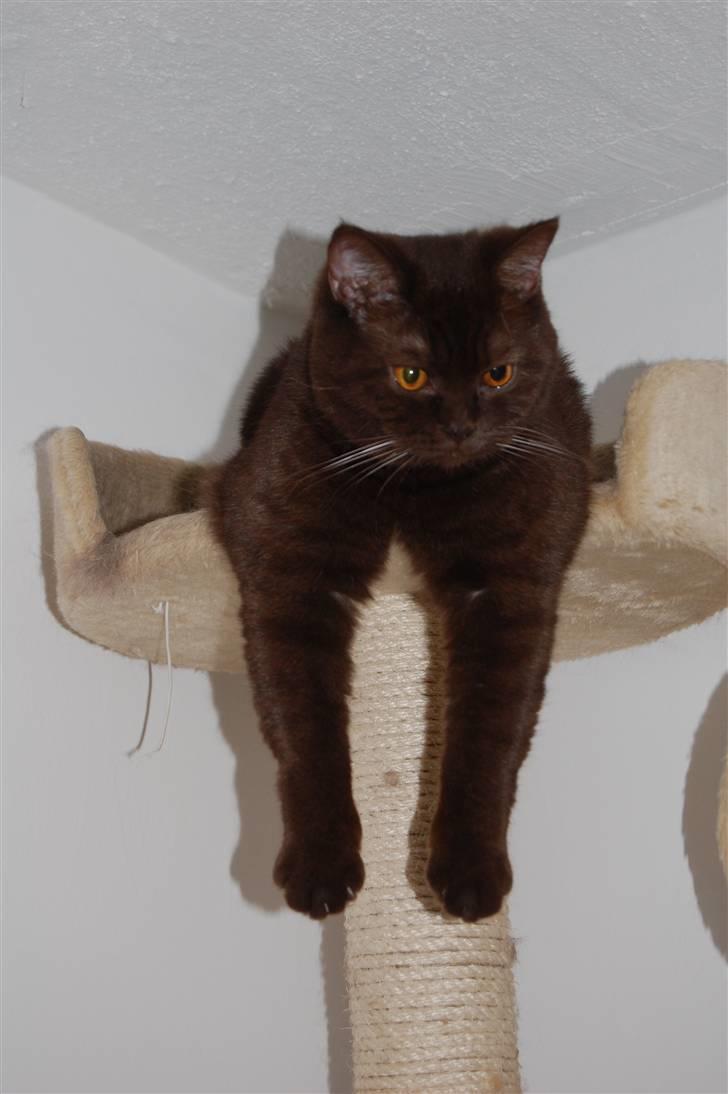 British Shorthair DK Vester's Isis billede 13