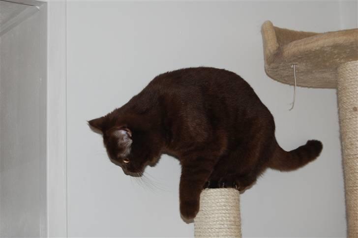 British Shorthair DK Vester's Isis billede 14