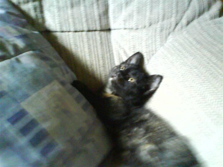 Huskat Semmi "Savnet<3" billede 4