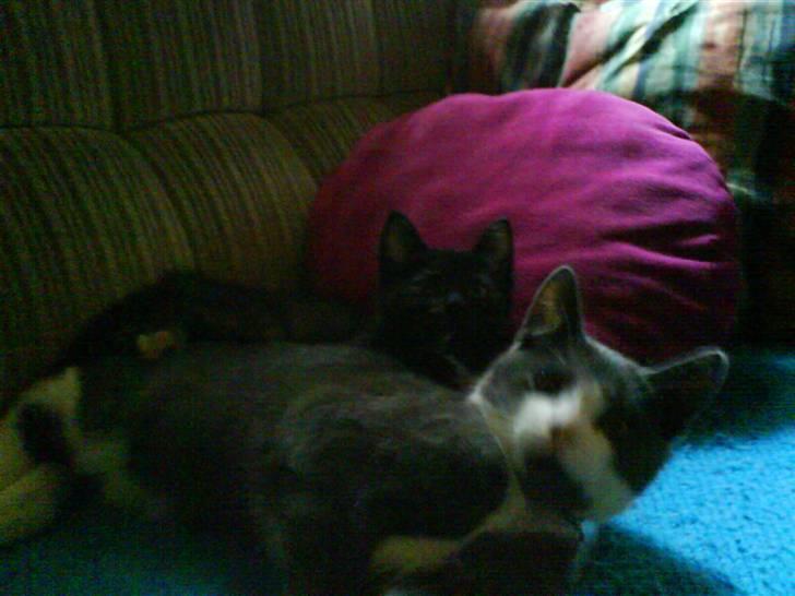 Huskat Semmi "Savnet<3" - Ved godt det er et dårligt billede men det er det eneste jeg har af Kitty og Semmi sammen så ville gerne sætte det ind!! billede 5