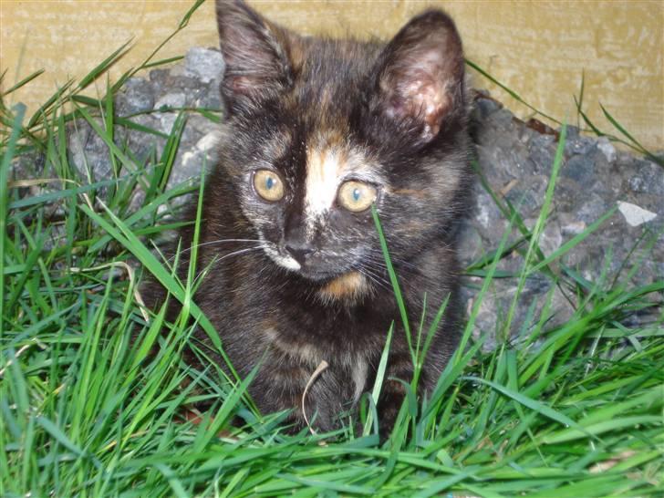 Blanding af racer mille billede 10