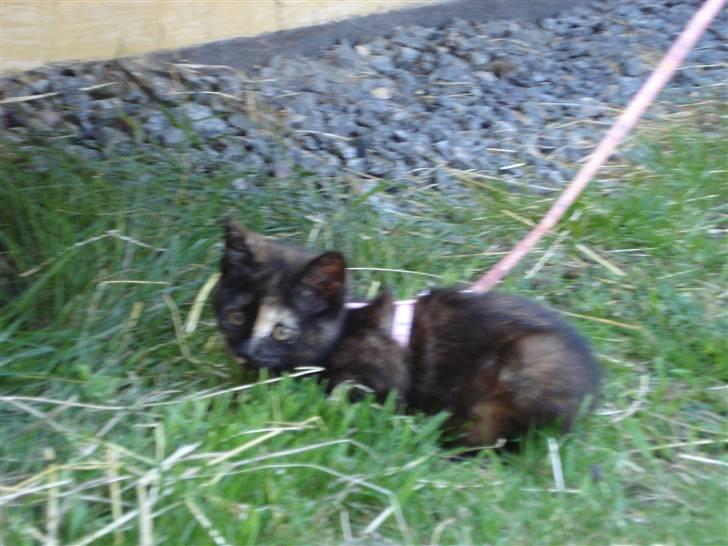 Blanding af racer mille billede 11