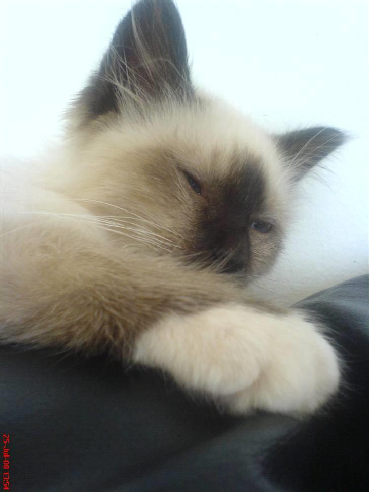 Hellig Birma Amadeaus - Død, RIP -  - Tager en slapper på sofaen. - 14 uger. billede 1