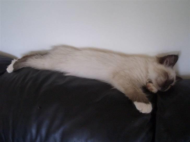 Hellig Birma Amadeaus - Død, RIP -  - Endnu en slapper på sofaen. - 14 uger. billede 2