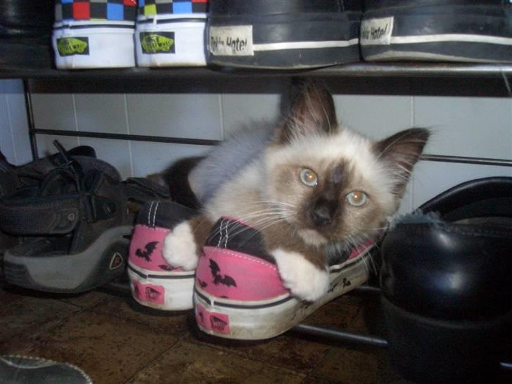 Hellig Birma Amadeaus - Død, RIP -  - Ja, Amadeaus fandt mine Vans sko rimelig spændende. - 14 uger. billede 3