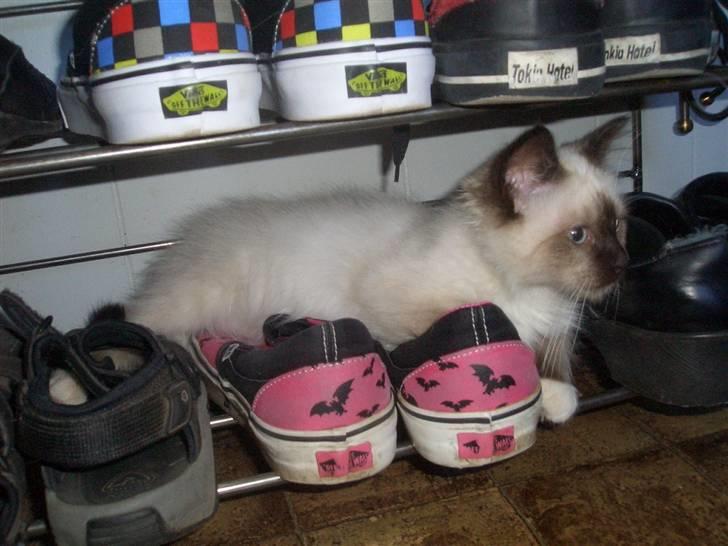 Hellig Birma Amadeaus - Død, RIP -  - 14 uger billede 4