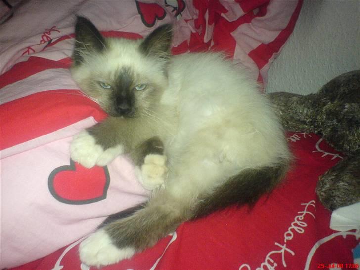 Hellig Birma Amadeaus - Død, RIP -  - Tager en lille lur i min seng. - 14 uger.  billede 5