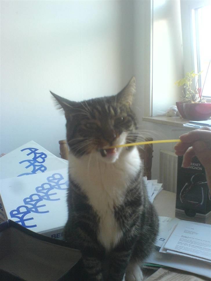 Huskat Mickey - Mmm rå spaghetti hehe billede 19