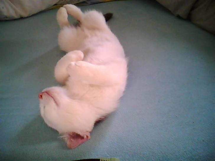 Blanding af racer BABY girl. * Solgt* :( <3 billede 17