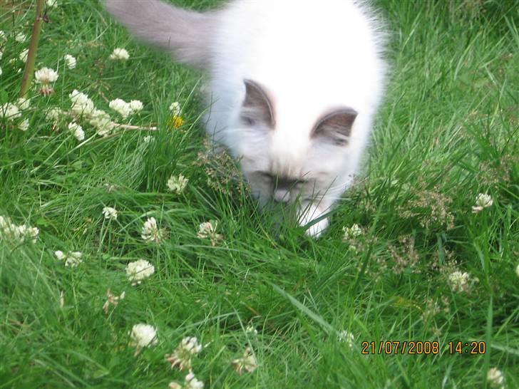 Hellig Birma GiaGuyon's Divine Emotion billede 6