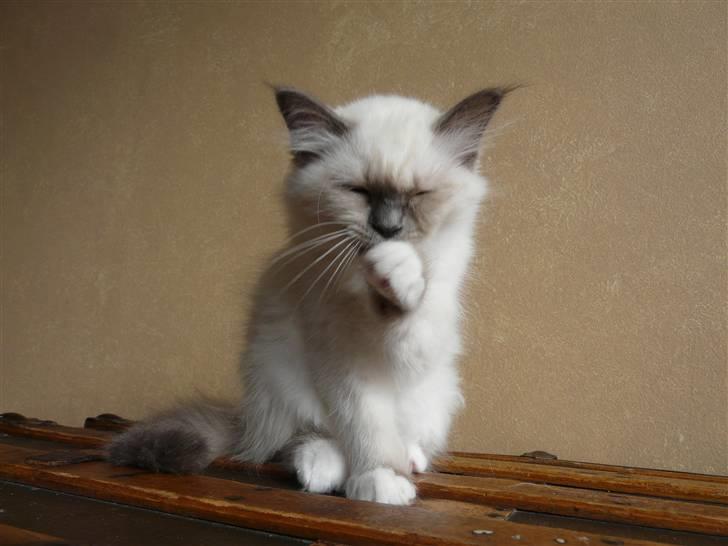 Hellig Birma GiaGuyon's Divine Emotion billede 7