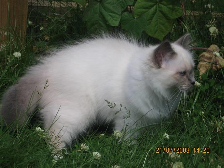 Hellig Birma GiaGuyon's Divine Emotion billede 9