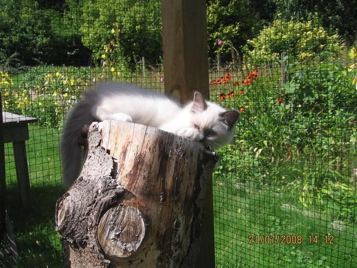 Hellig Birma GiaGuyon's Divine Emotion billede 10