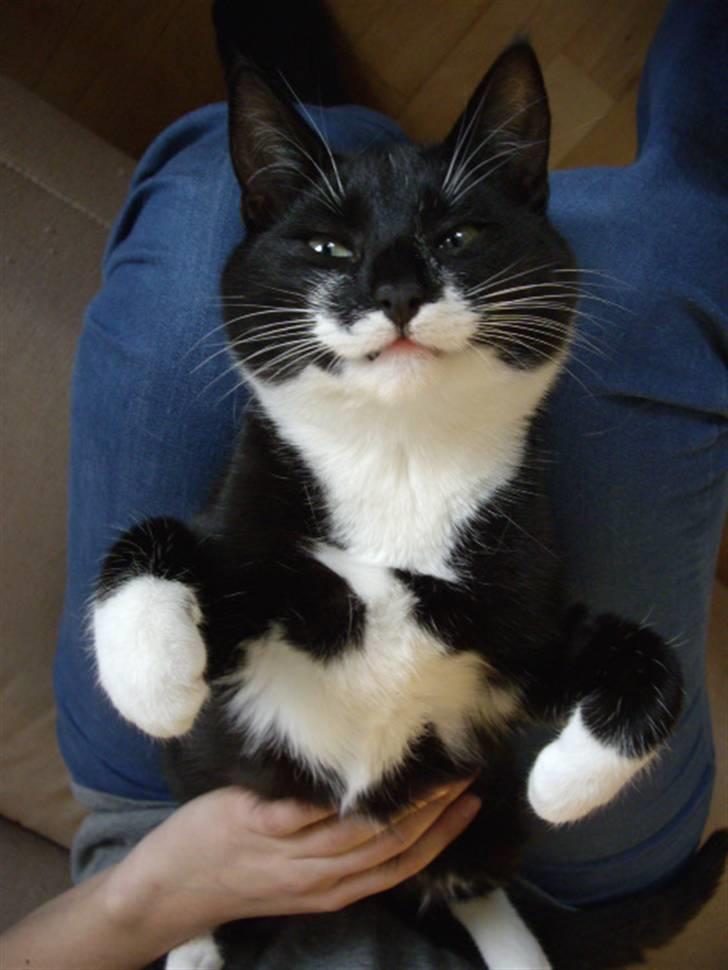 Huskat Molly billede 7