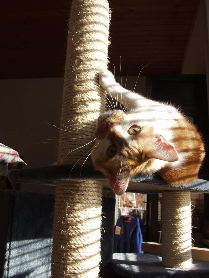 Blanding af racer Bast billede 1