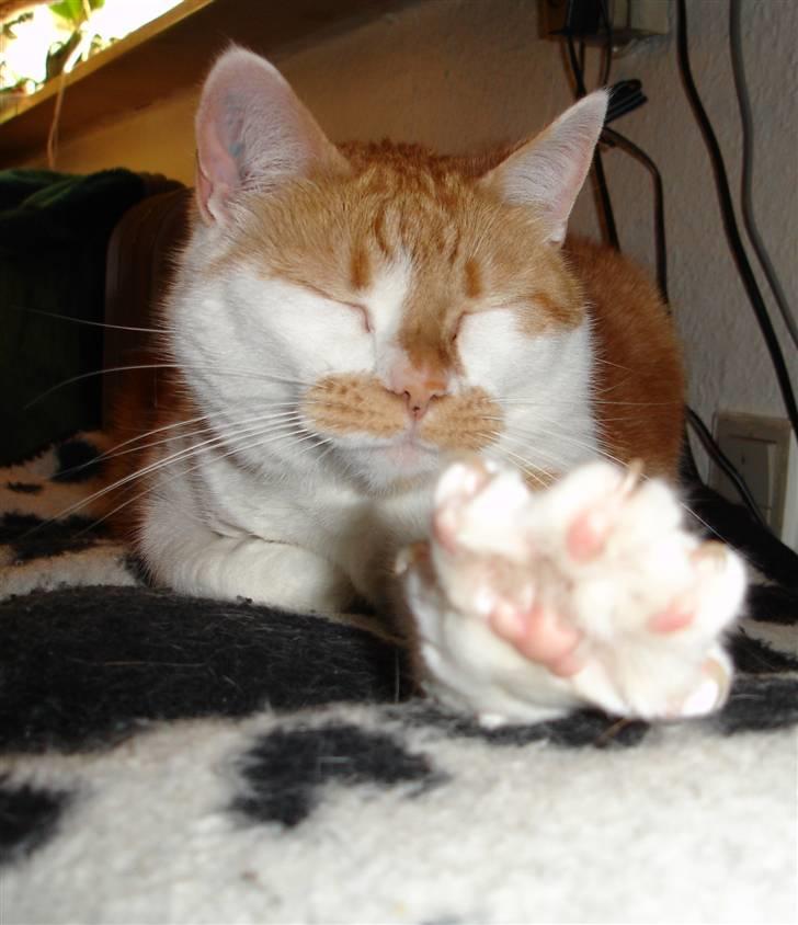 Blanding af racer Bast billede 4