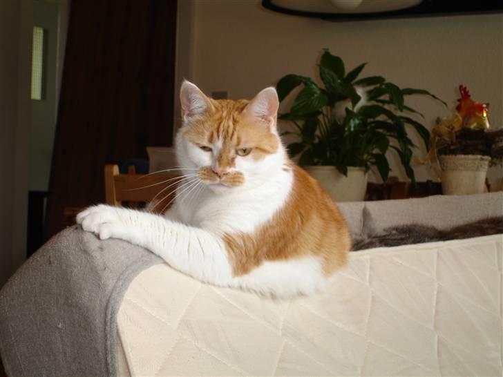 Blanding af racer Bast billede 5