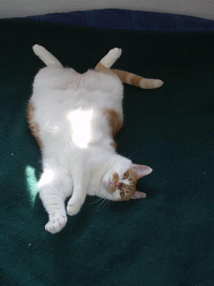 Blanding af racer Bast billede 6