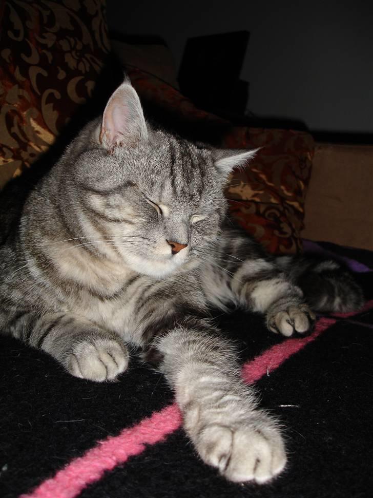 Blanding af racer Bufas billede 2