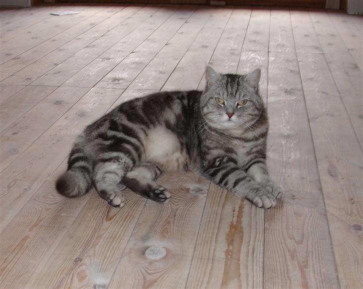 Blanding af racer Bufas billede 5