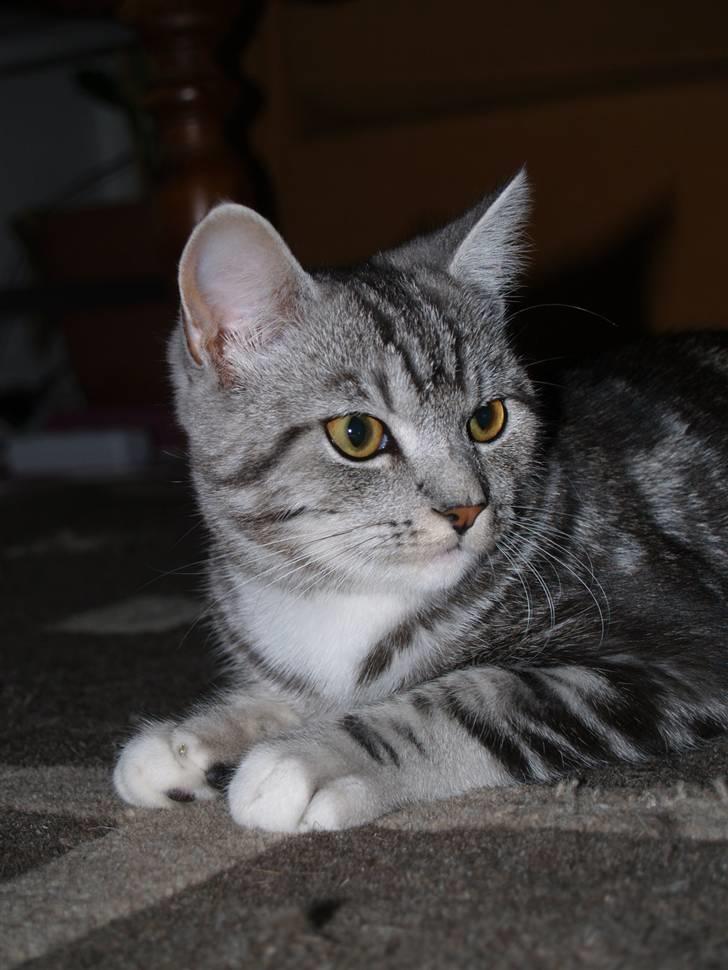 Blanding af racer Bette Mis billede 1