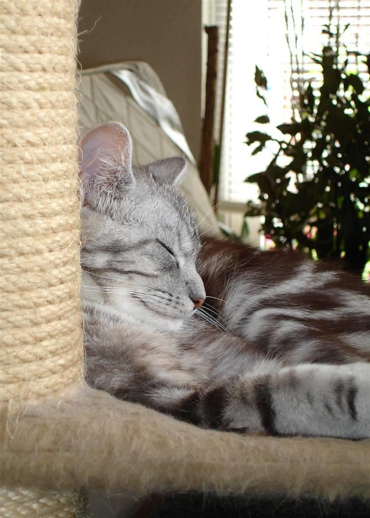 Blanding af racer Bette Mis - Tager lige en skraber billede 2